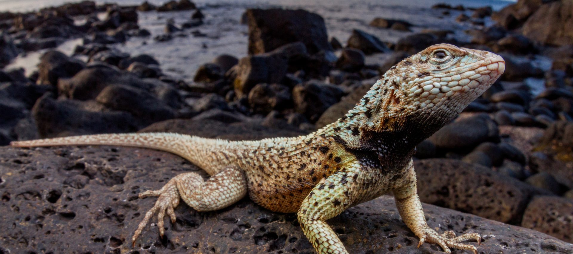 Galapagos wildlife