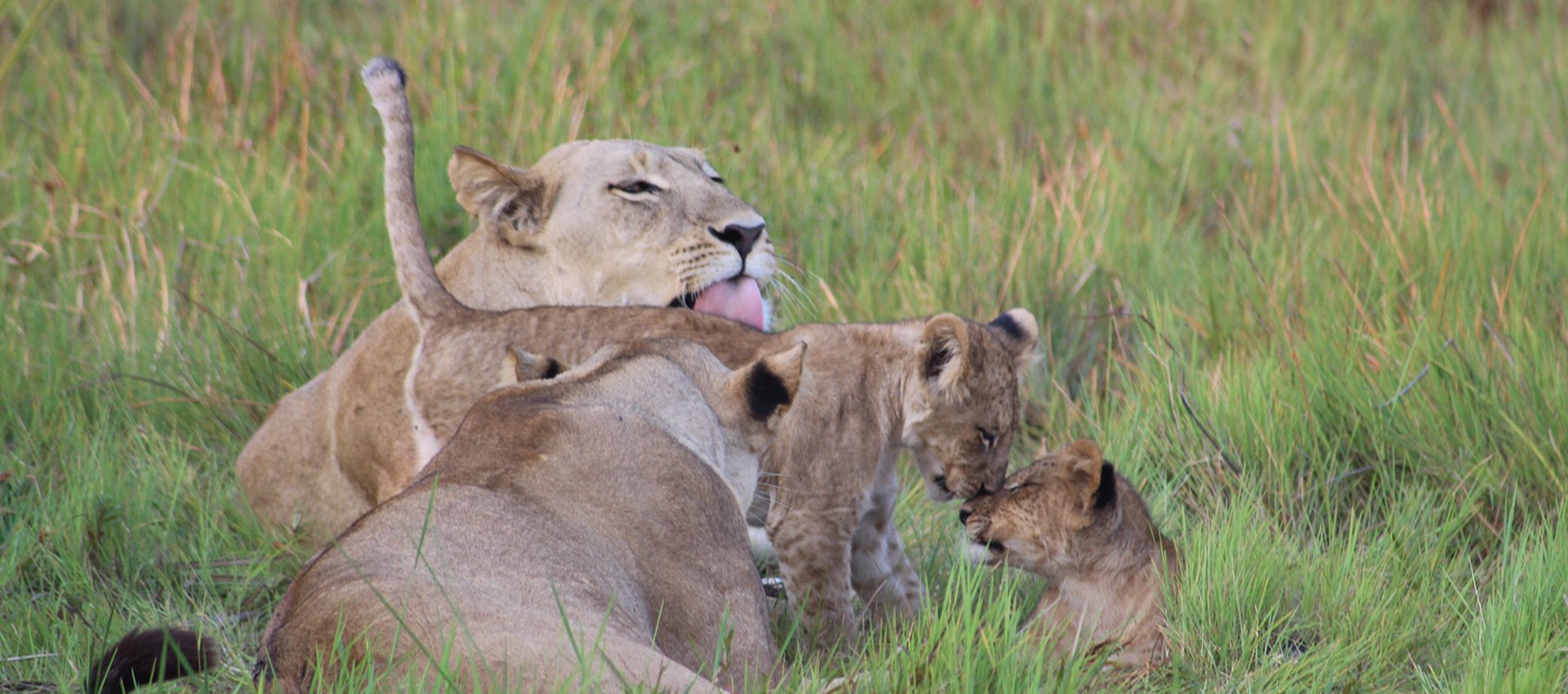 Lion Botswana