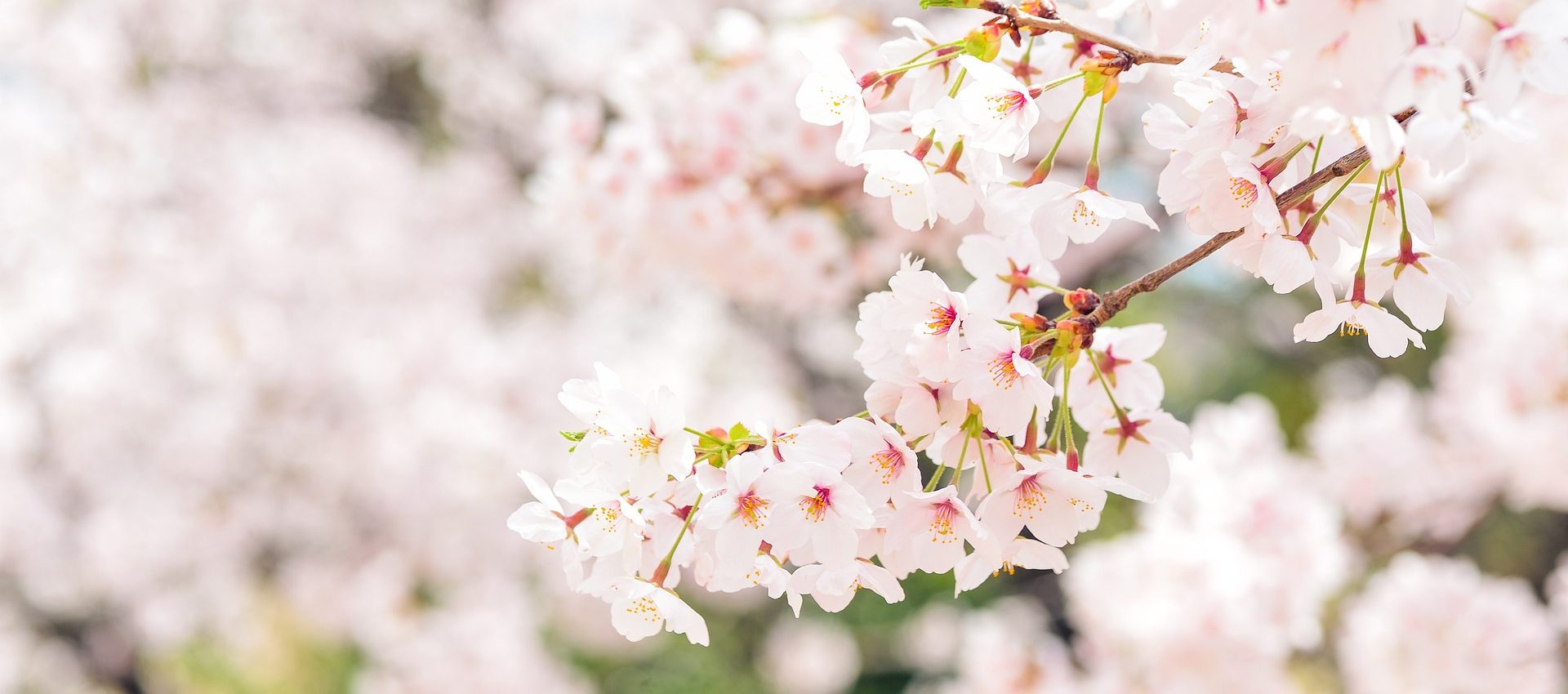 japan blossom