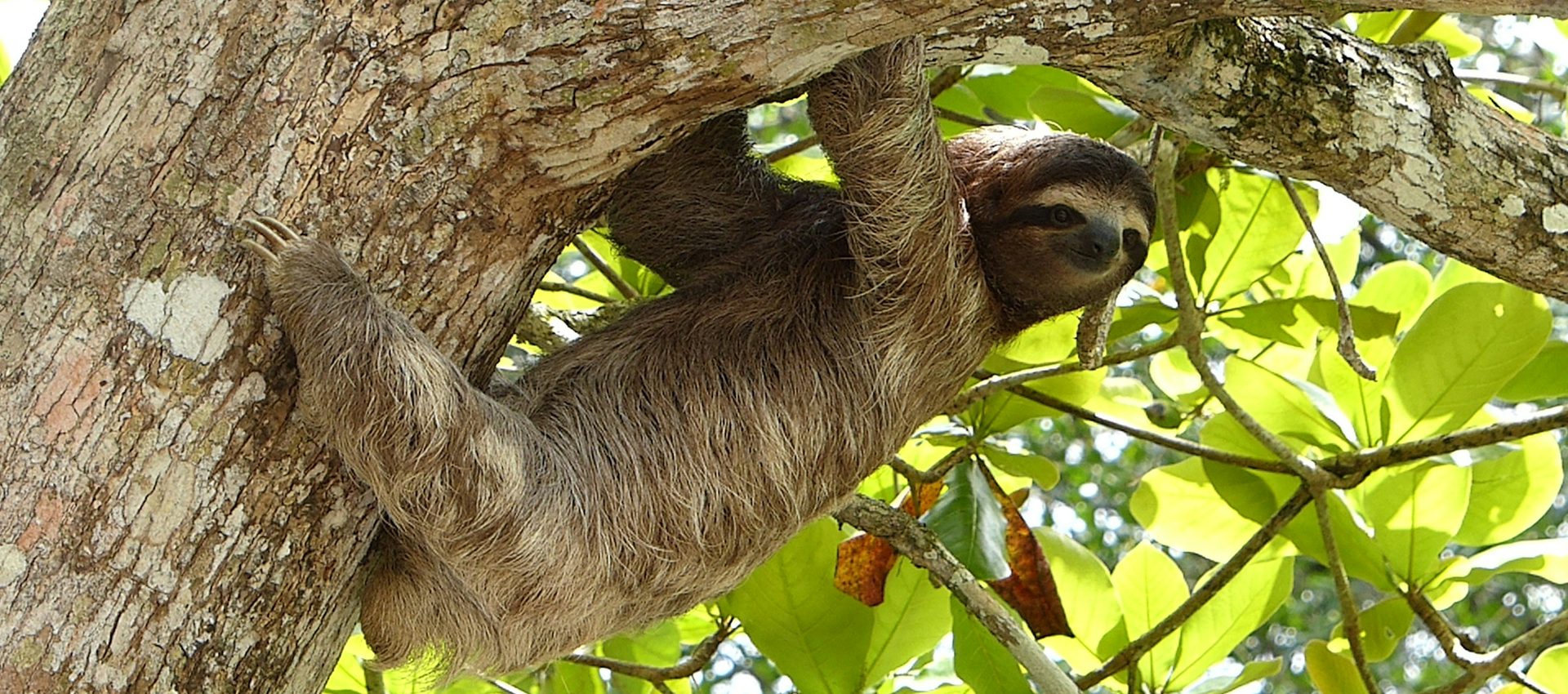 Three toed sloth in Colombia