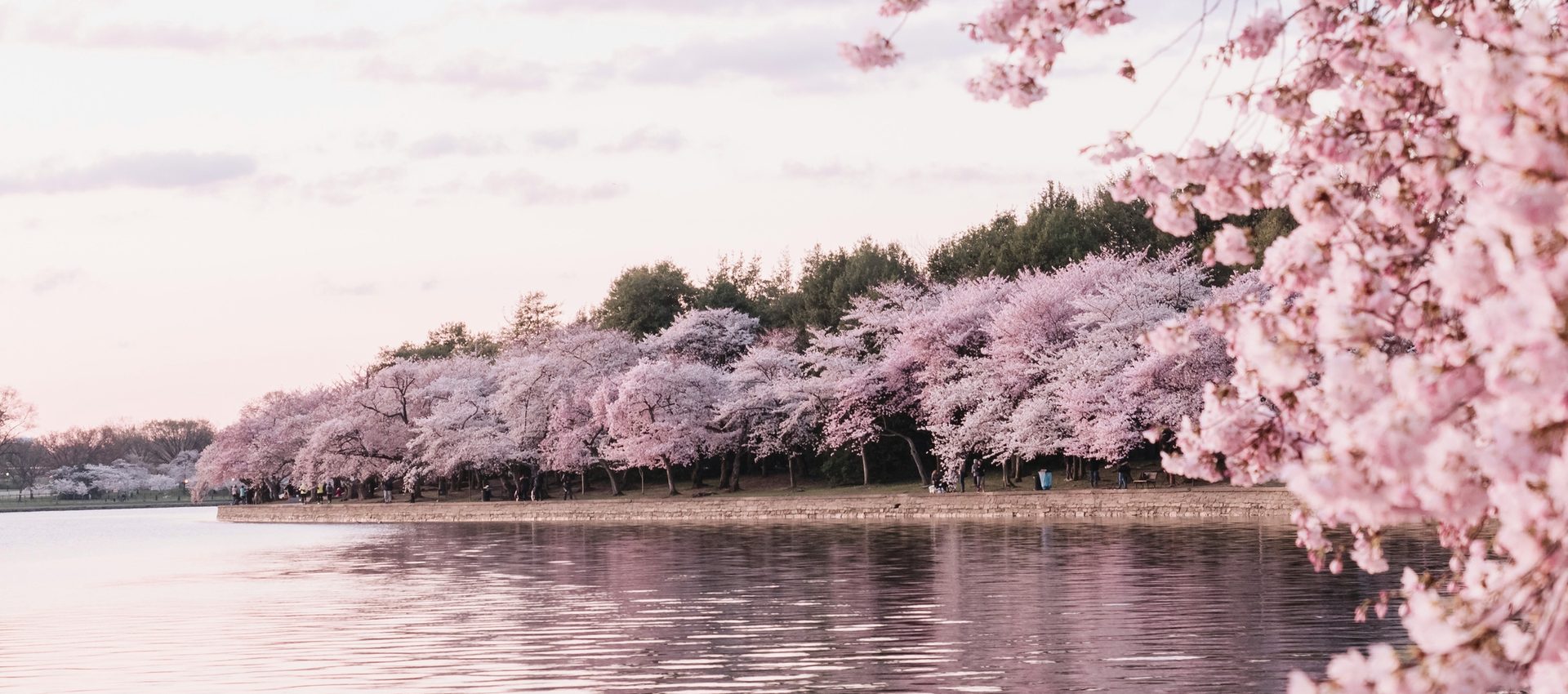 Cherry blossom in Washington DC, USA