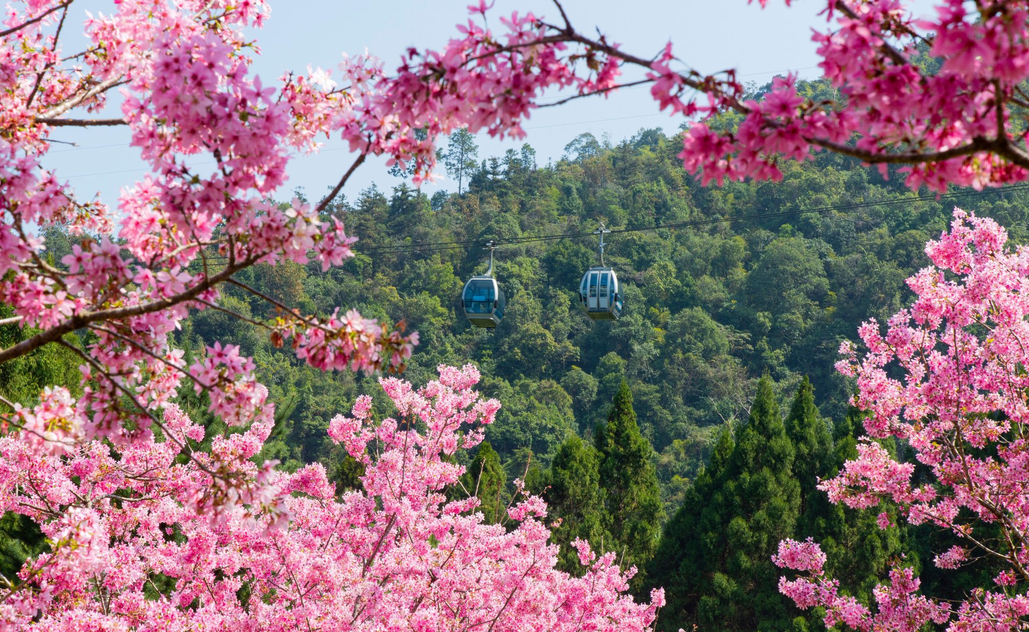 cherry blossom in taiwan