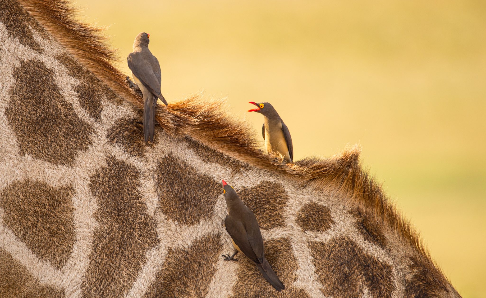 Giraffe Bird