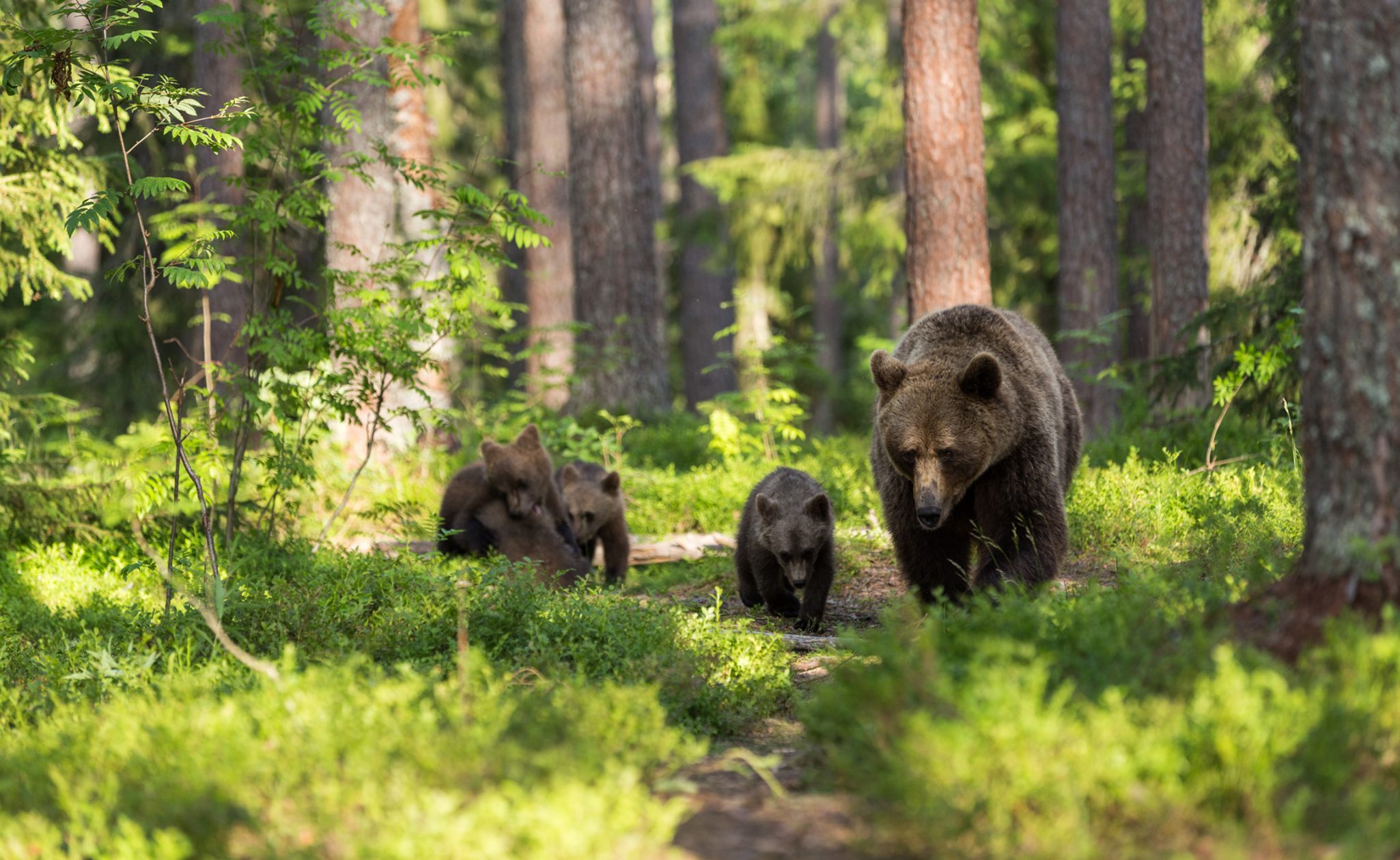 Bears in British Columbia