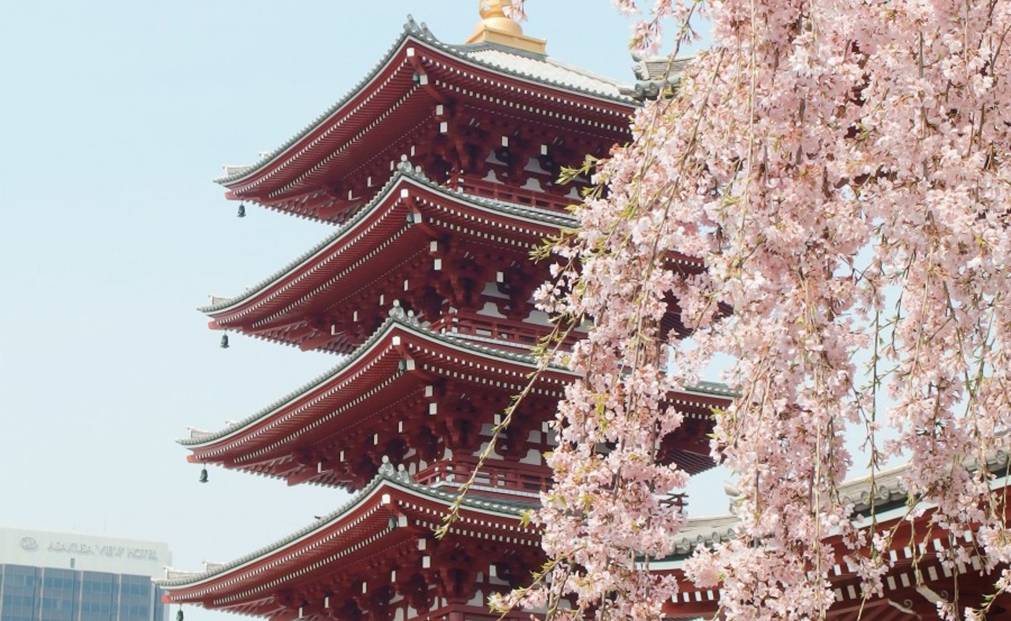 cherry blossom with building in japan
