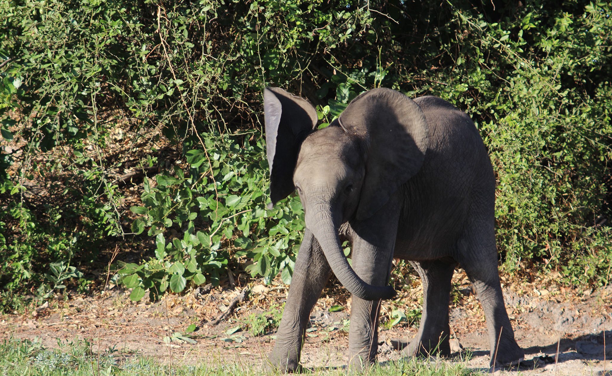 Elephant Botswana