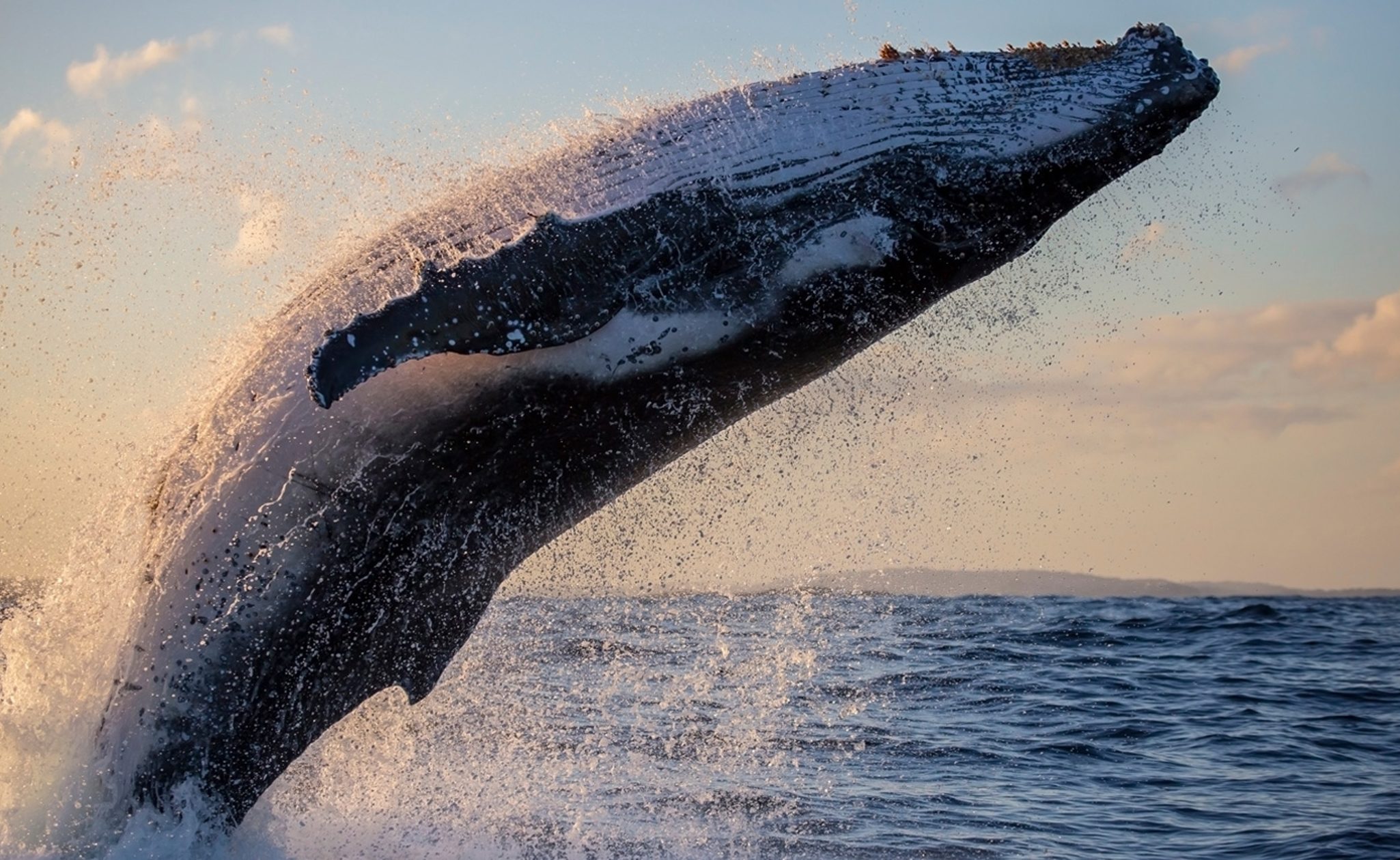whale breaching east coast usa