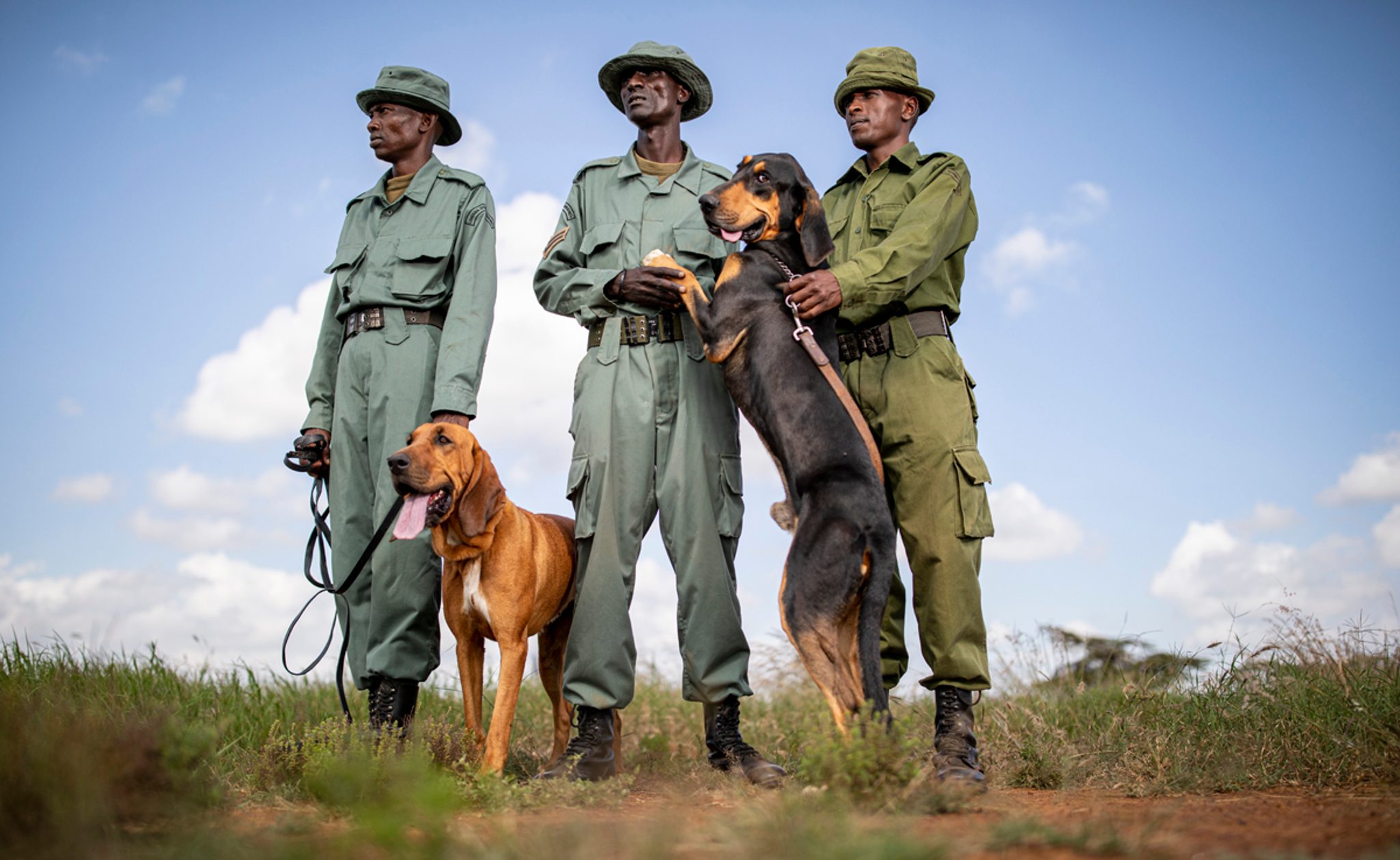 loisaba tracker dogs