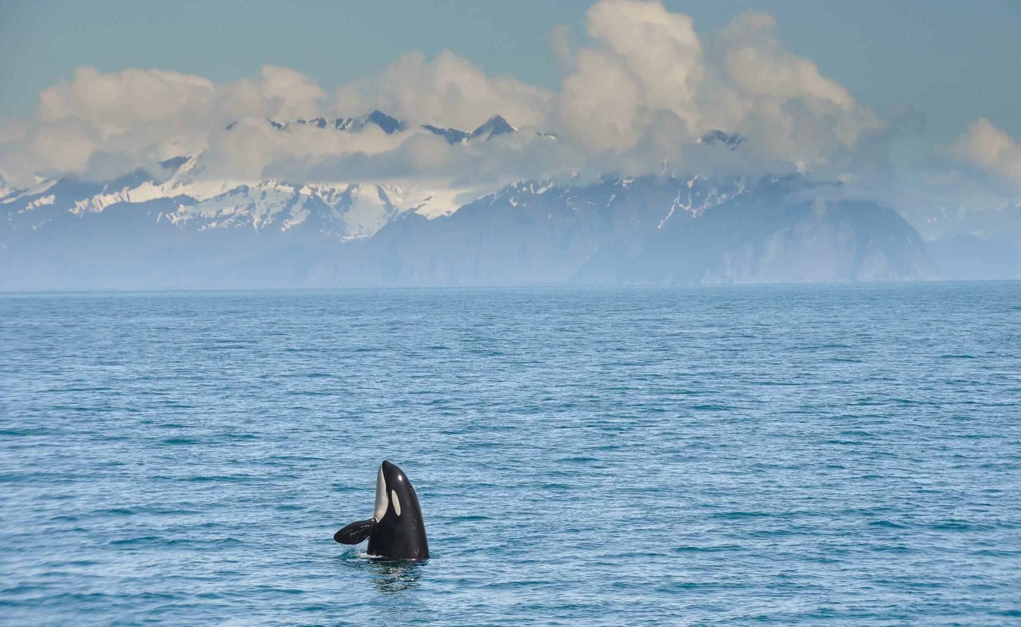 Orca in Alaska