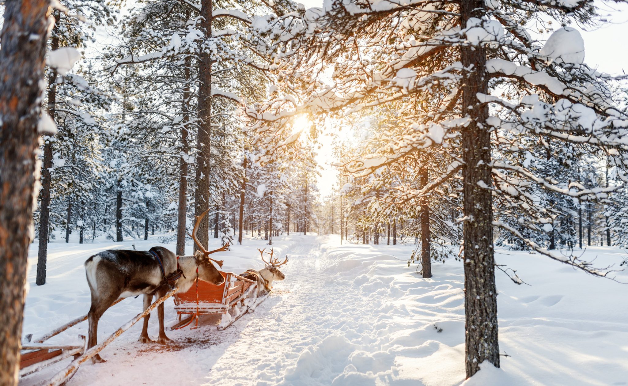 Reindeer sleigh in Finland