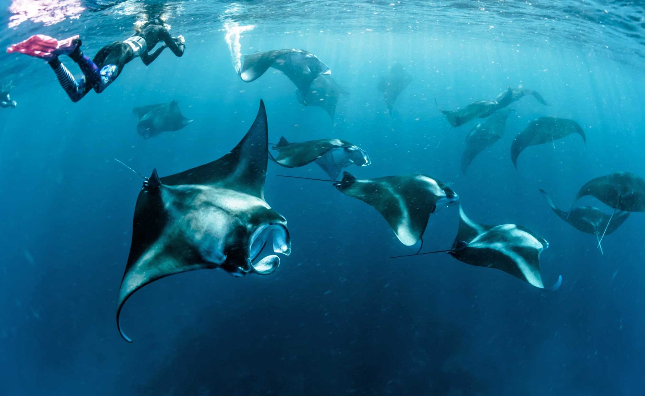 Snorkelling with manta rays in the Madlives