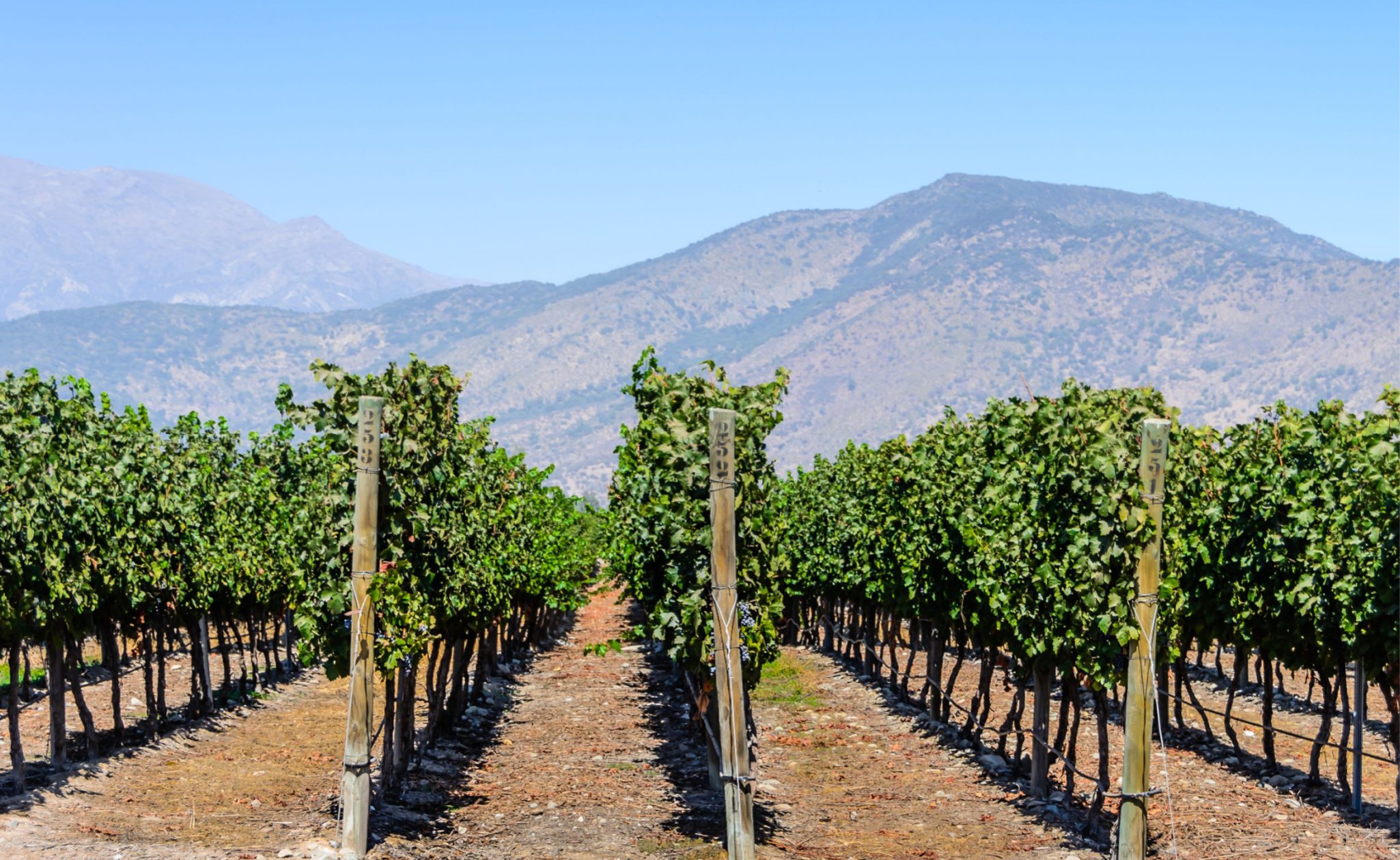 maipo valley chile
