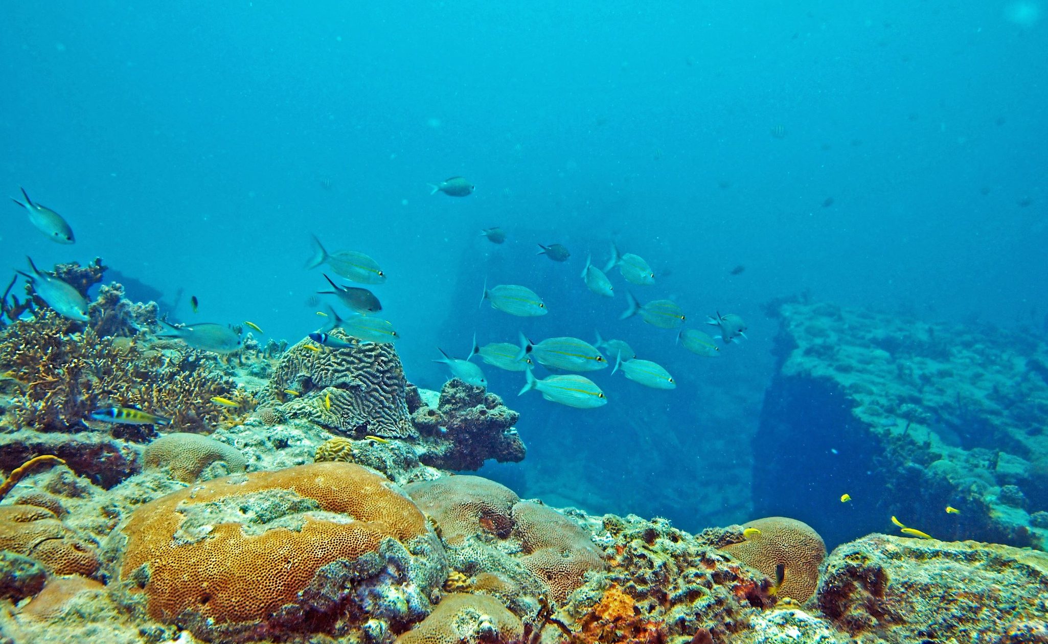 coral reef caribbean