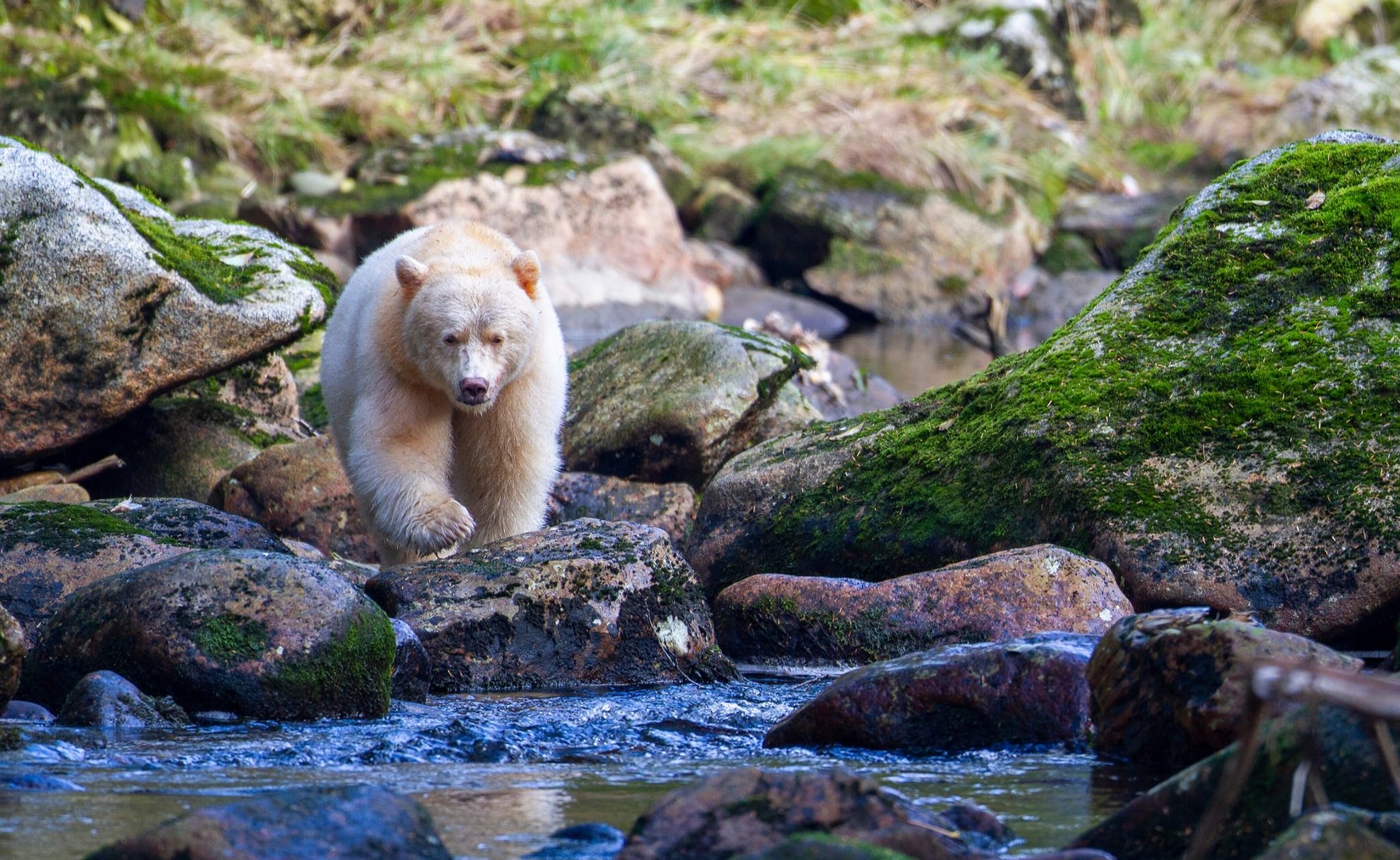 Spirit bear, British Columbia