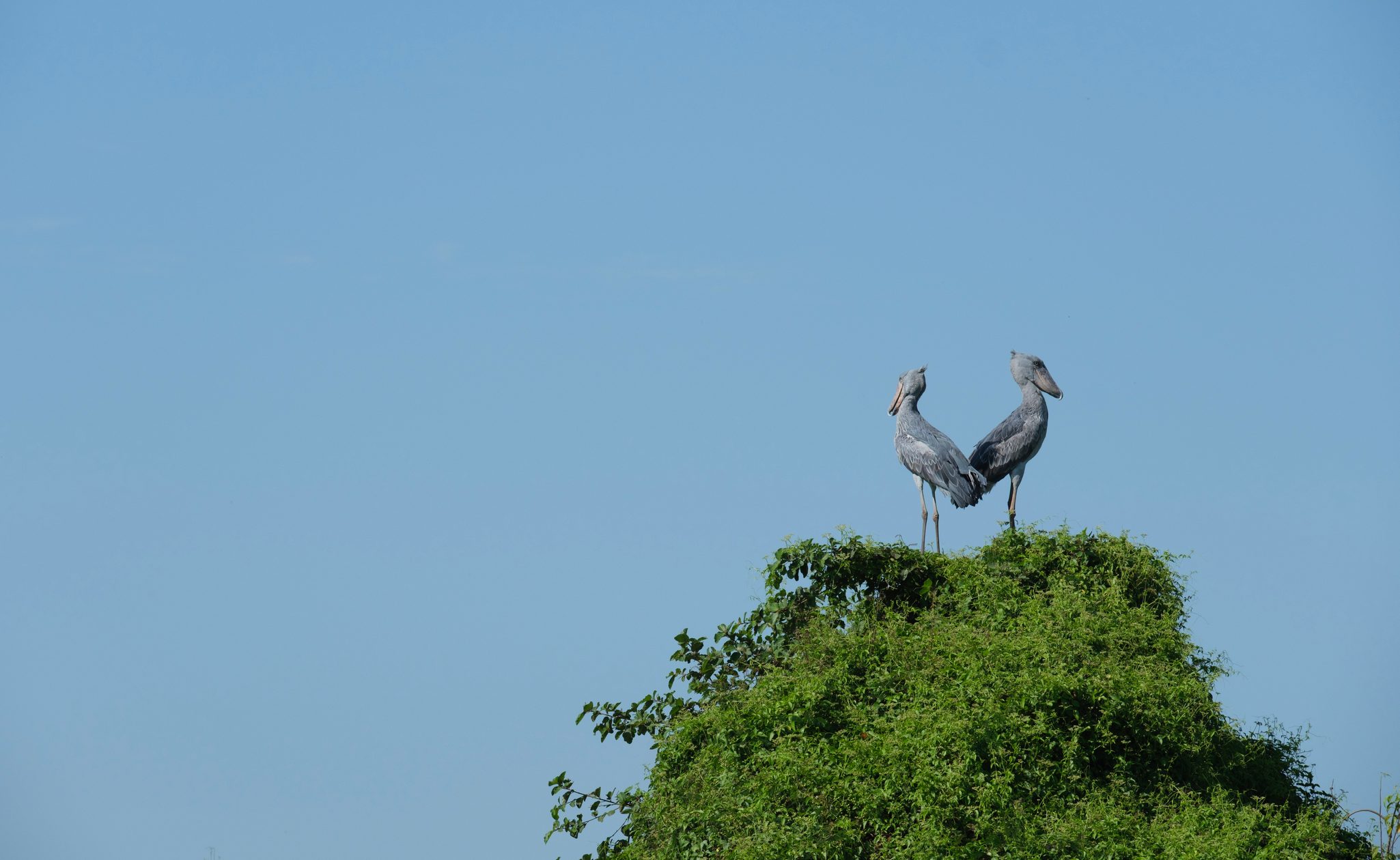 Shoebills at Murchison Falls, Uganda