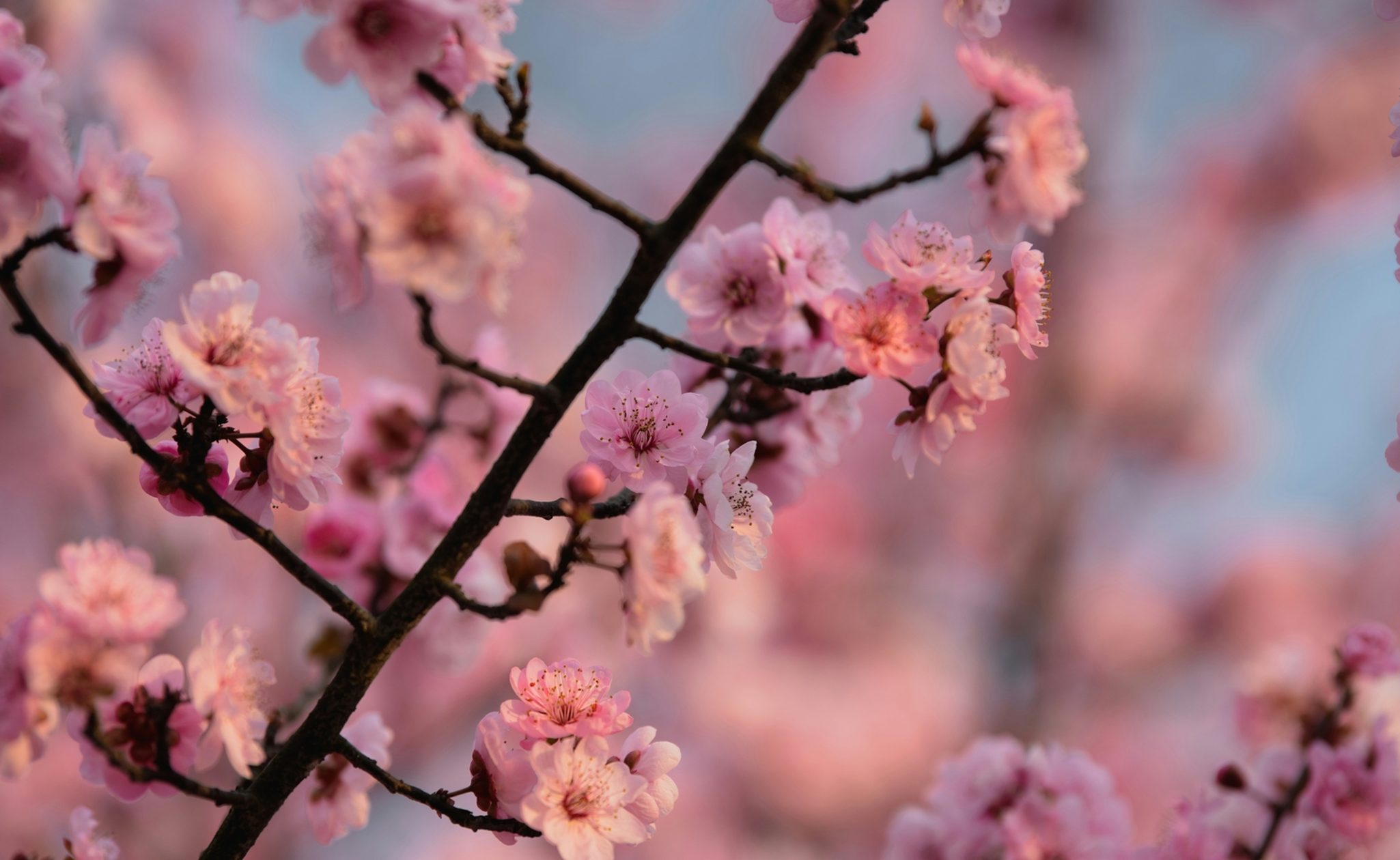 Cherry blossom in China