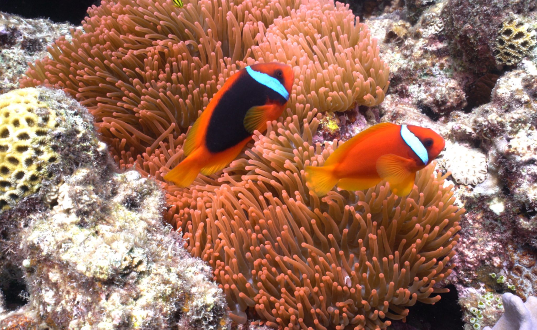 Sealife in Okinawa, Japan