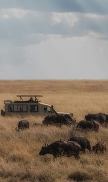 luxury safaris