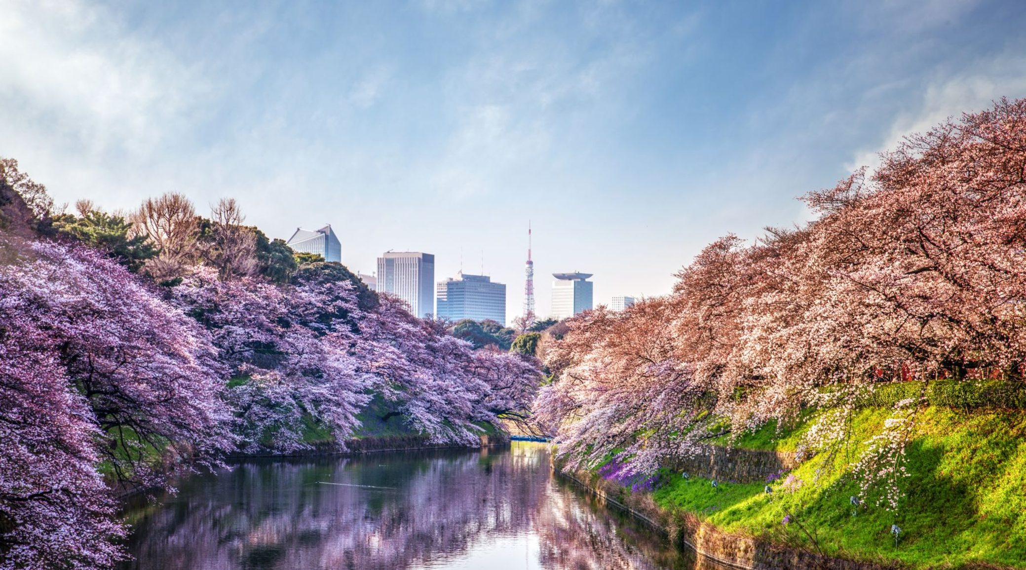 Cherry blossom in Tokyo