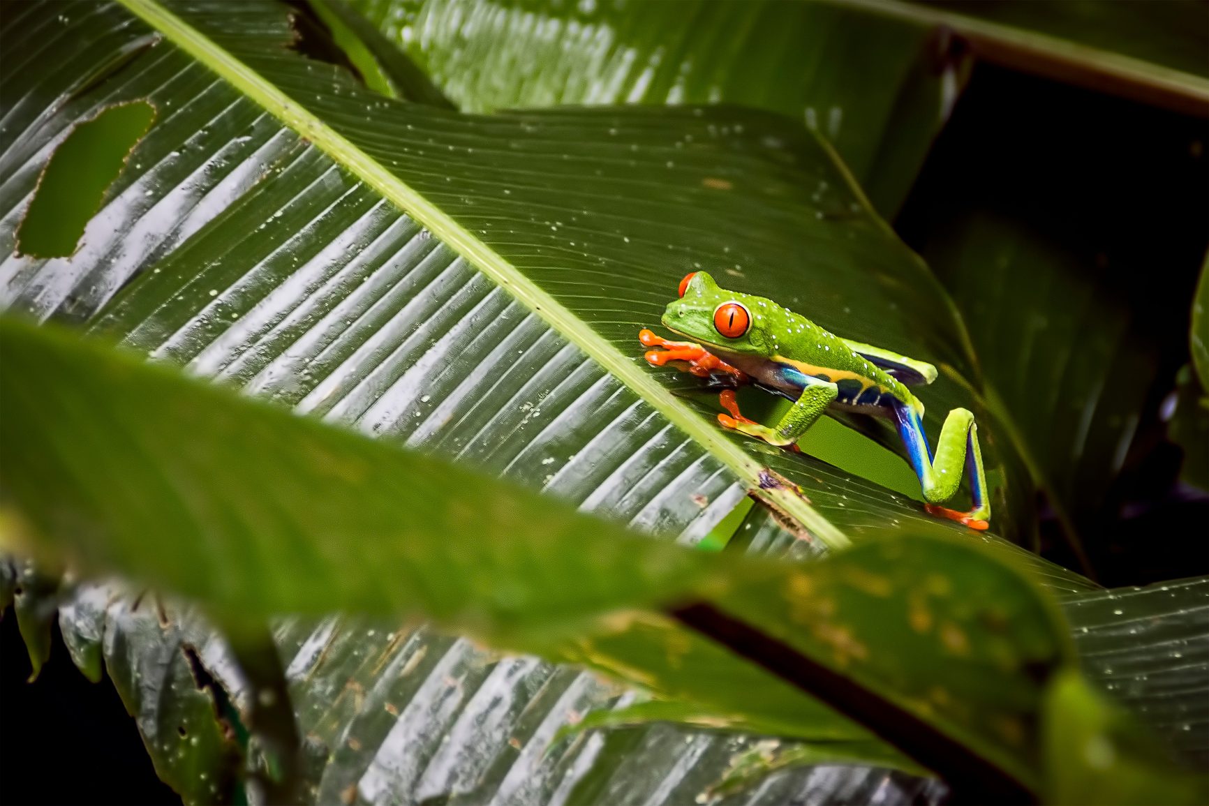 arenal volcano national park tree frog in costa rica