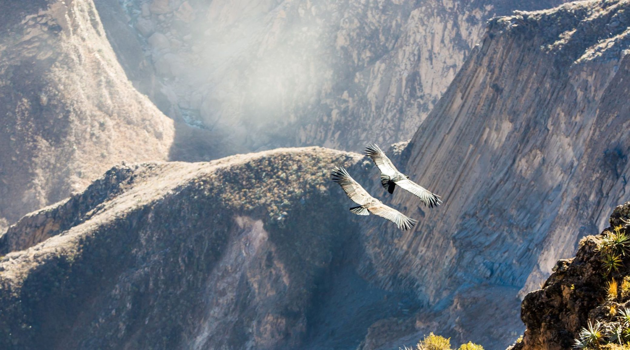 Andean Condor soaring over Colca Canyon