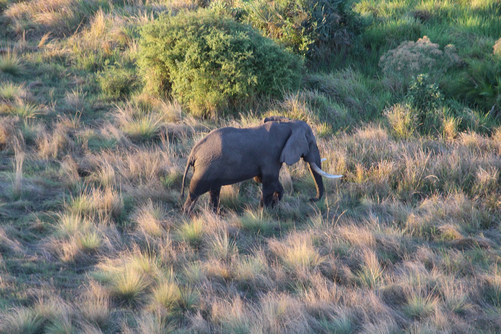 Elephant Botswana