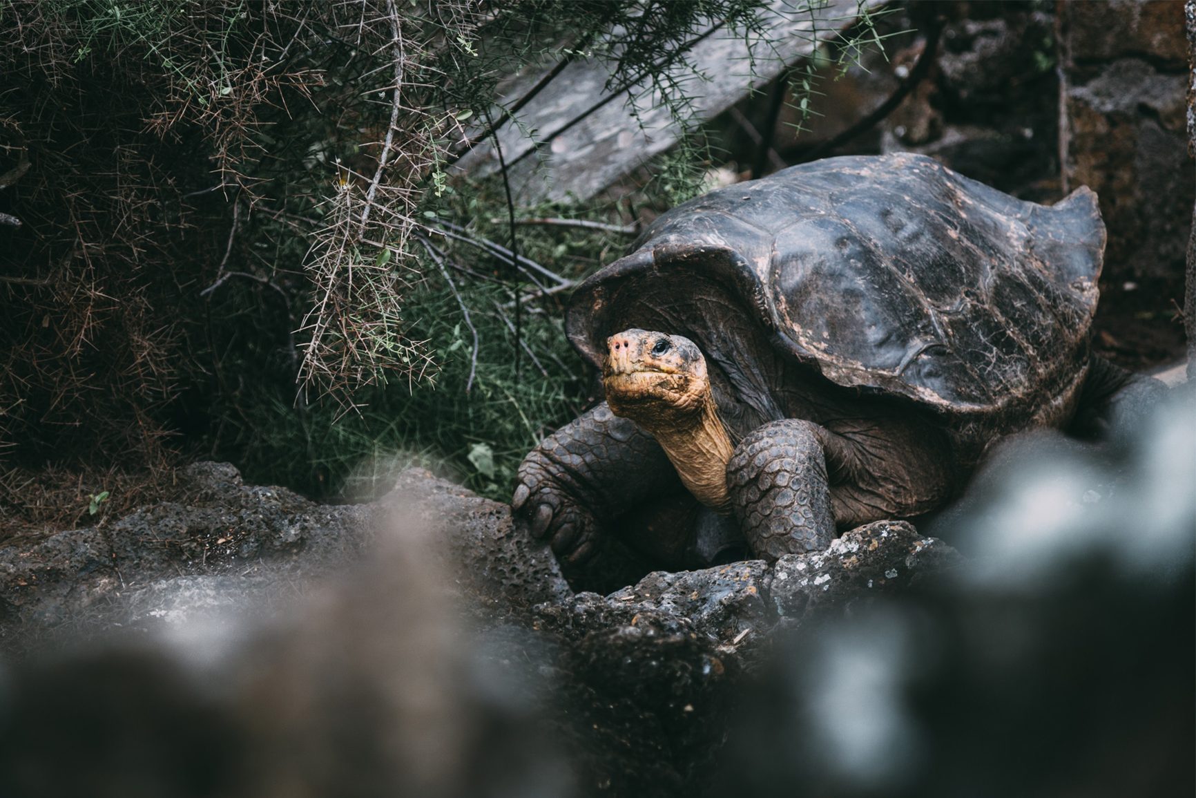 Galapagos Islands