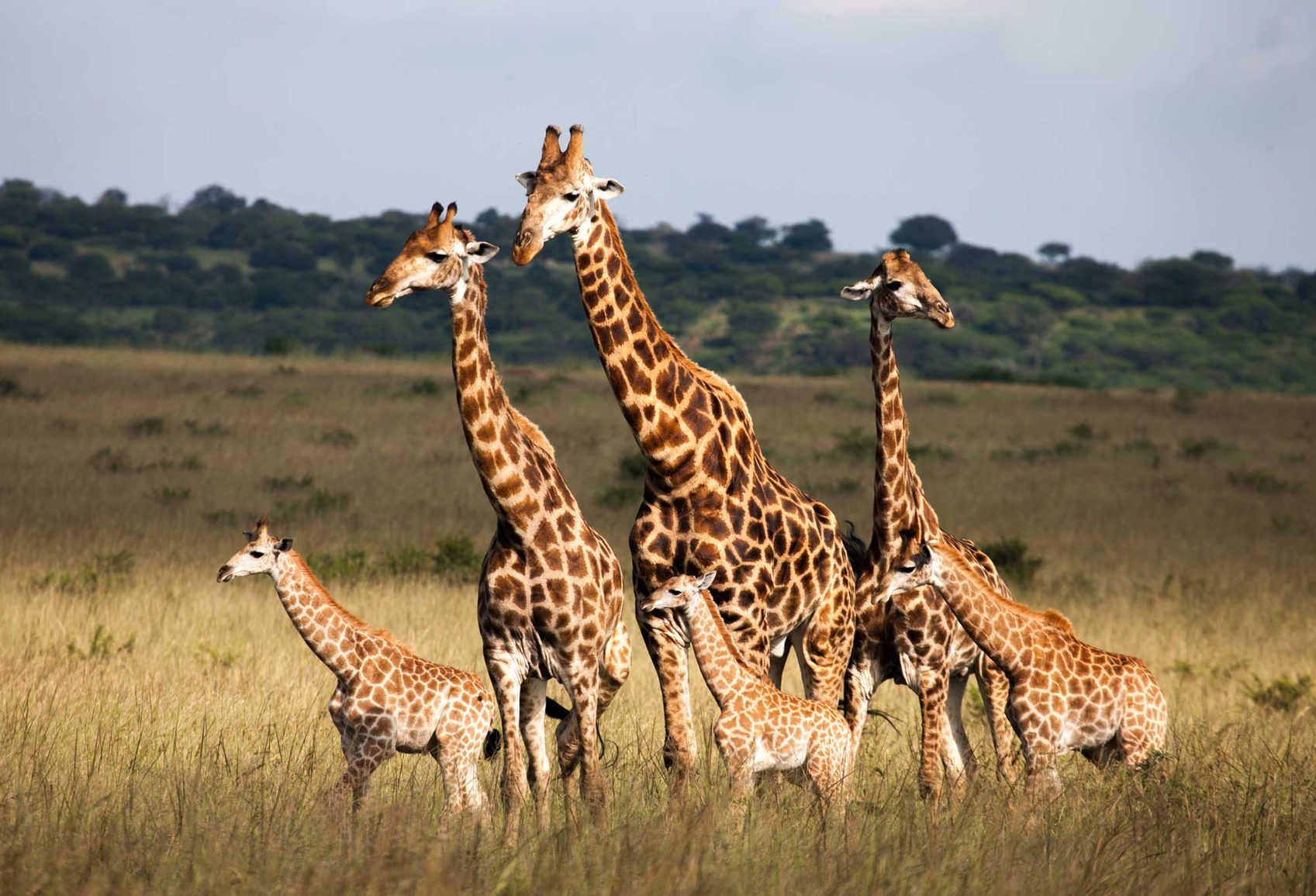 Walking with giraffes in Kruger national Park