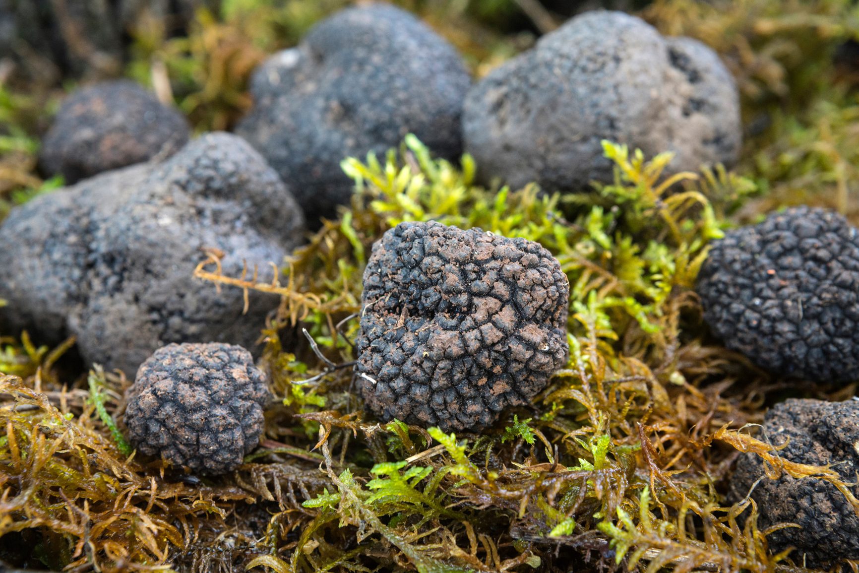 Truffle hunting in Tuscany