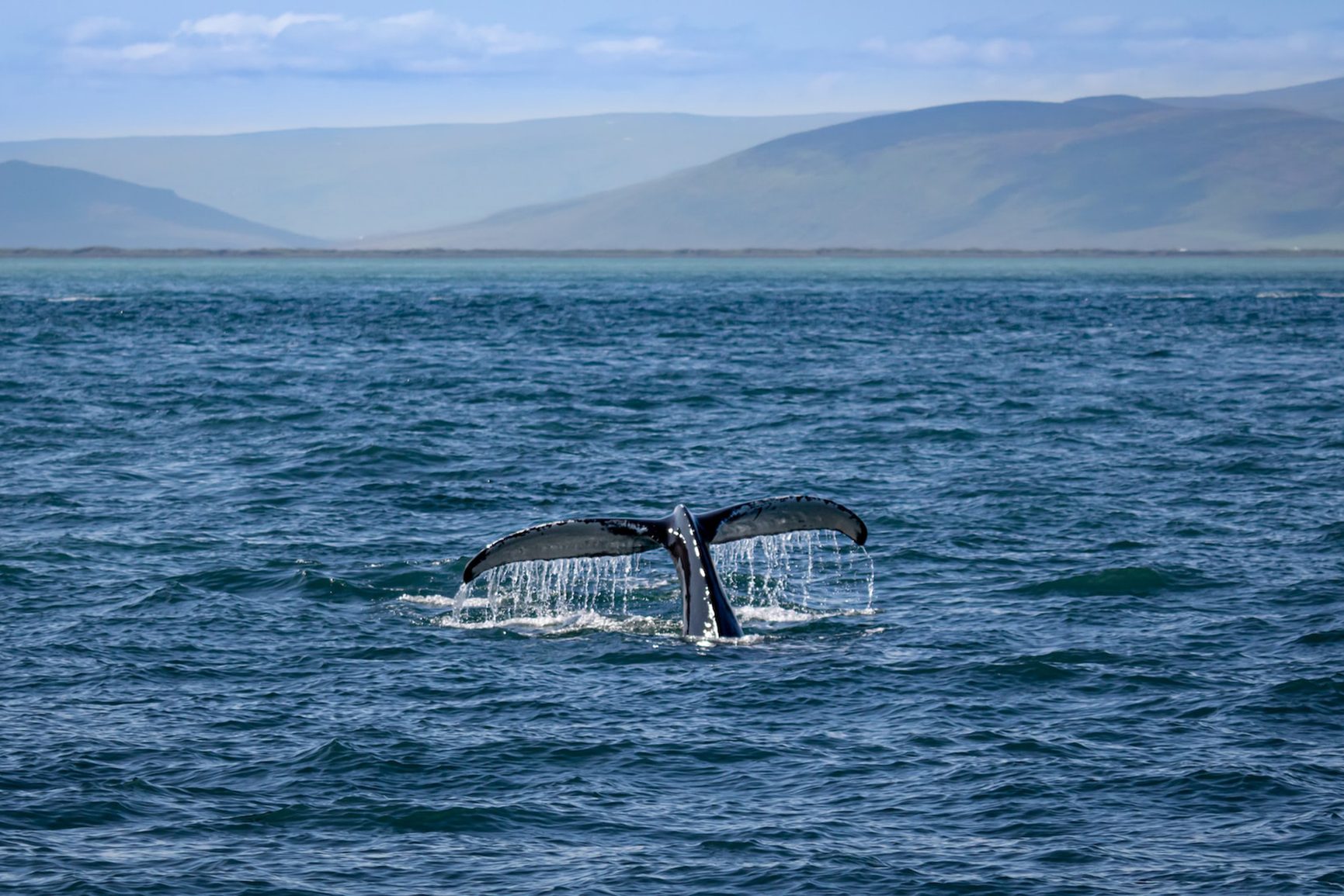 When to see whales in Iceland