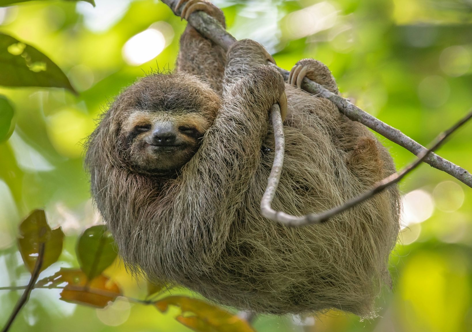 Sloth in tree, Arena Costa Rica
