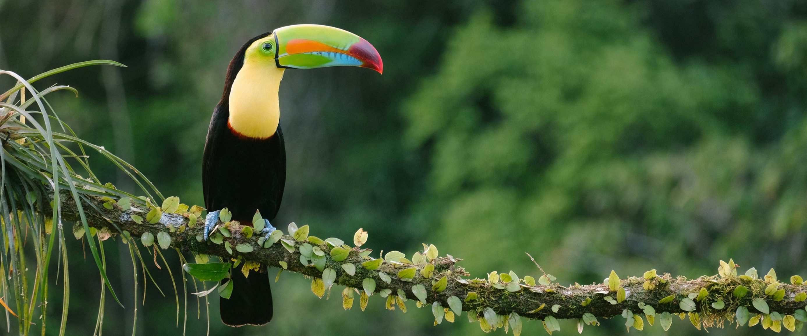 Toucan on a branch in Costa Rica