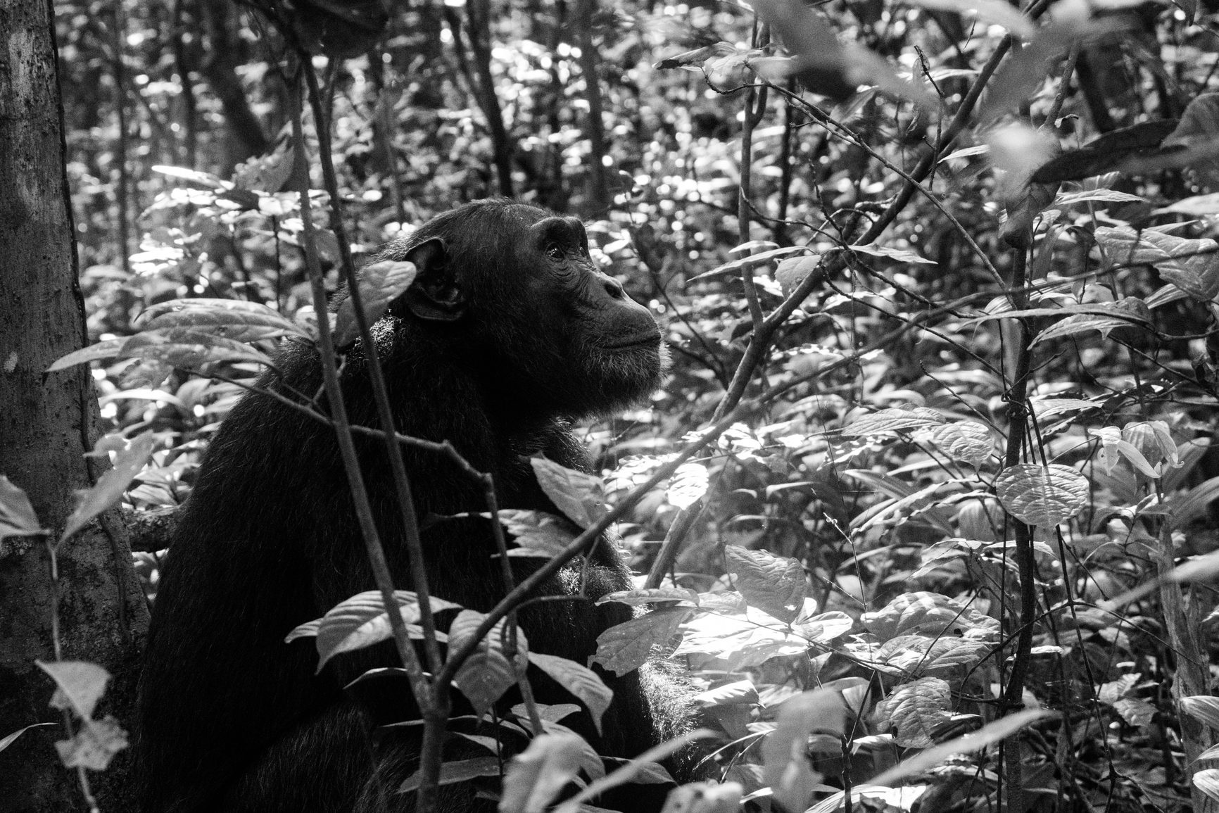 Chimpanzee in Kibale National Park, Uganda