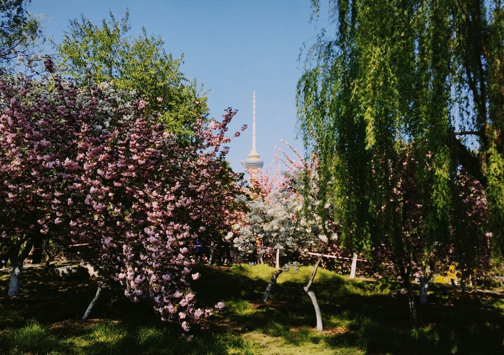 Cherry blossom in Beijing