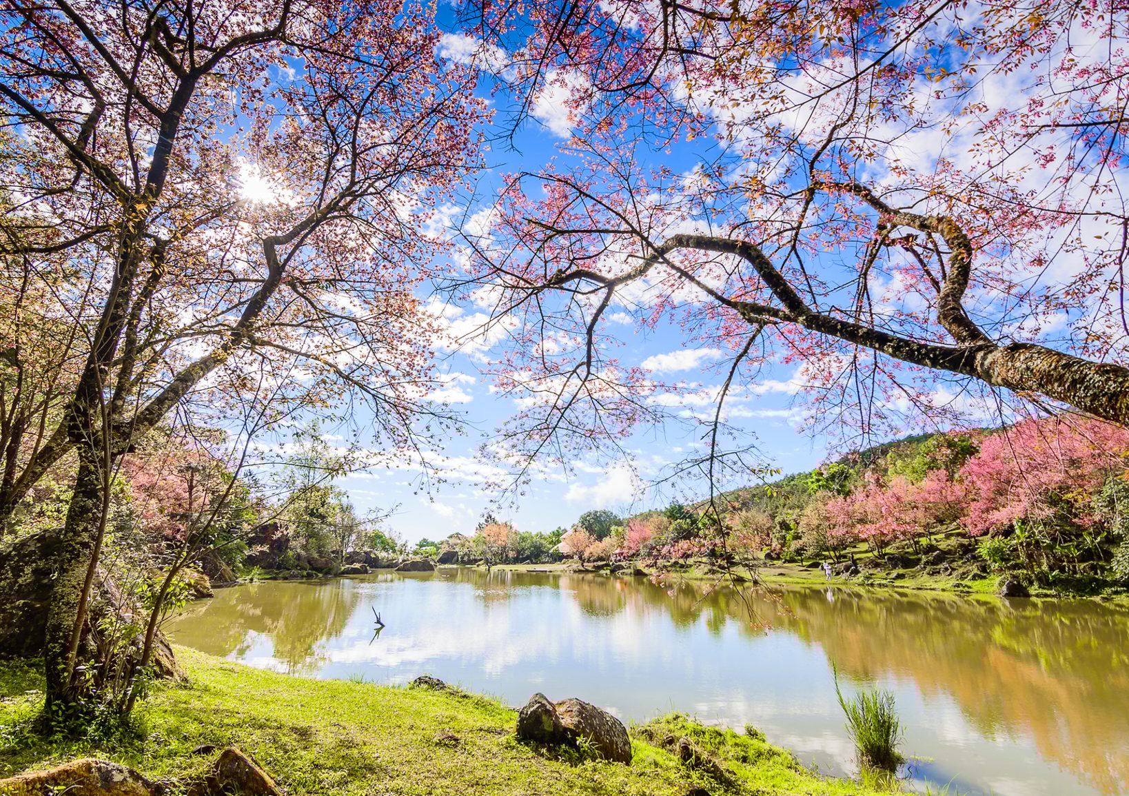 Cherry blossom in Chiang Mai