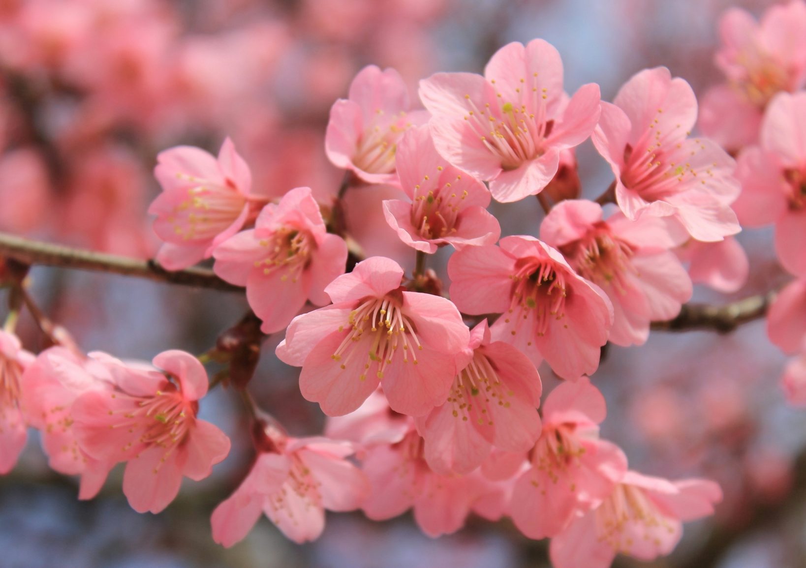Cherry blossom in Chiang Mai