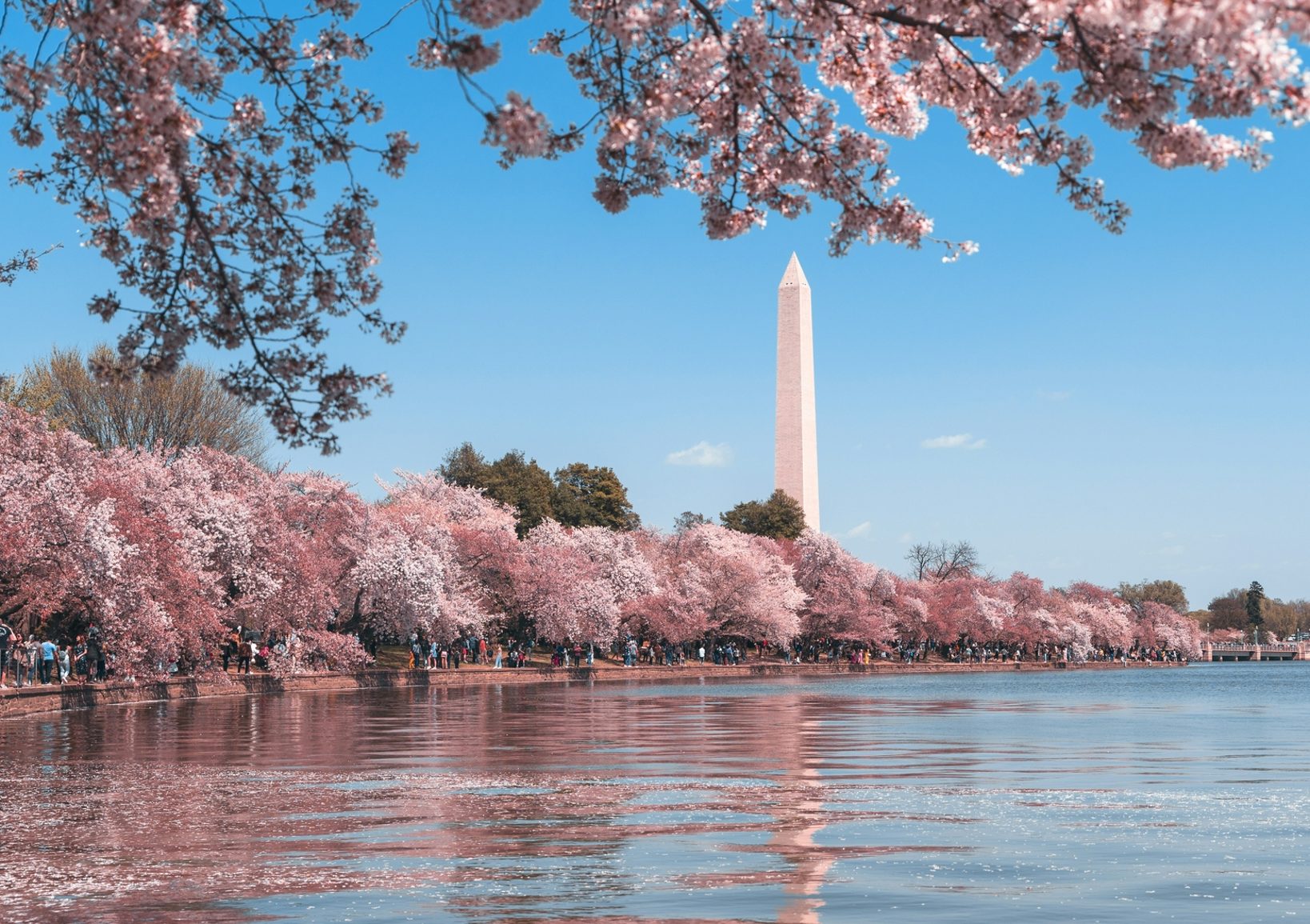 Cherry blossom in Washington DC