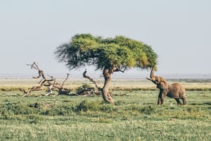 Safari in Kenya