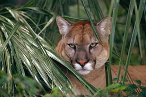 Florida panther in the green bushes