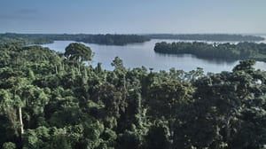 Gabon rainforest, Africa
