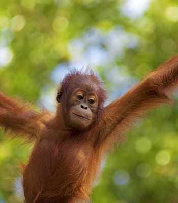 Trip to Malaysia - Black Tomato