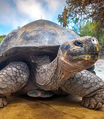 Amazon, Andes, and The Galápagos Islands