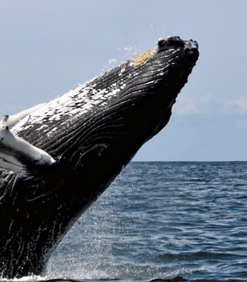 A humpbacked whale breaches