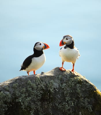Lofoten