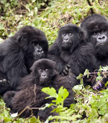 Luxury Holidays in Rwanda