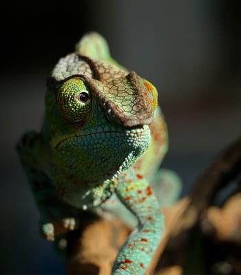 Luxury Honeymoons in Madagascar