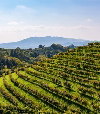 Prosecco | Luxury Holidays in Northern Italy