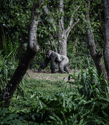 gorilla, rwanda