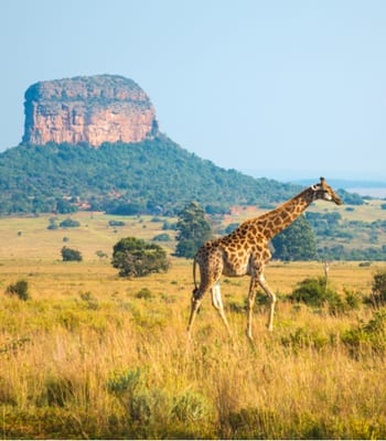 Experience new ways of travelling