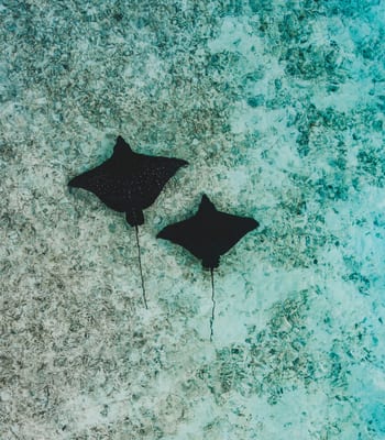 Rays underwater in Maldives, Luxury vacations in the maldives